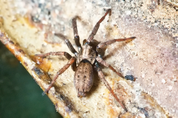 Nomisia sp.